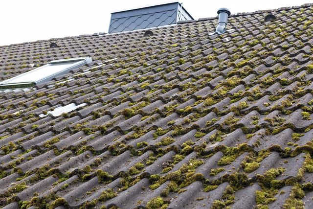 roof moss treatment DIY